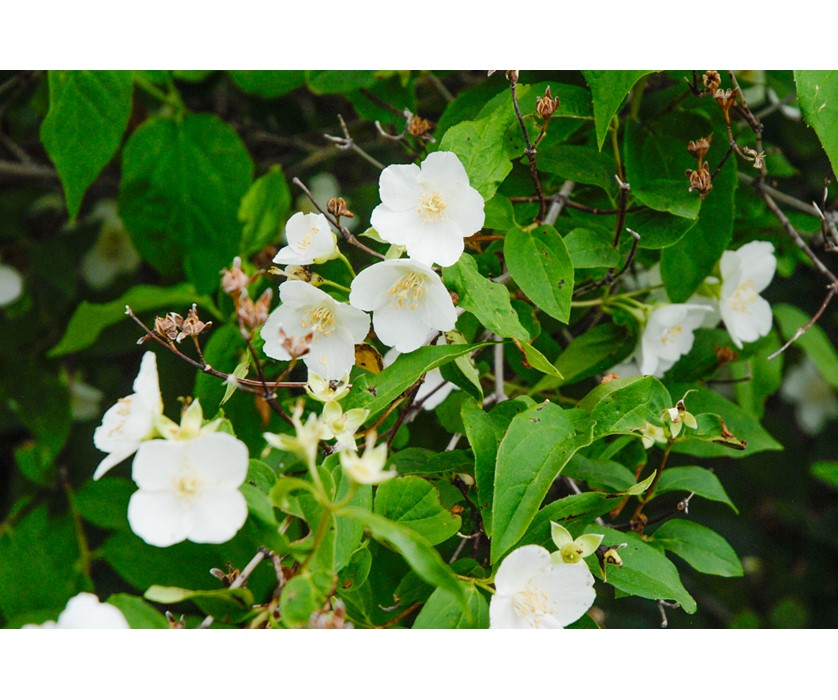 Cheyenne Mock Orange